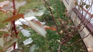 Как и когда обрезать штамбовые розы.