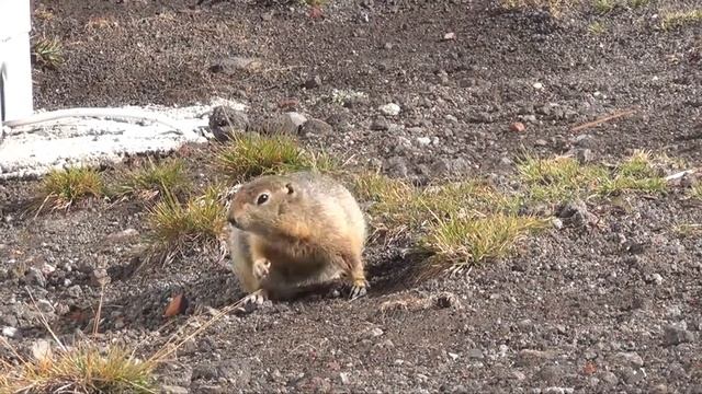 Евражка смотреть онлайн