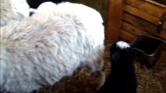 Обзор подворья.Свиньи/Овцы/Куры/Утки/Сено//Сельское подворье на Урале// смотреть онлайн