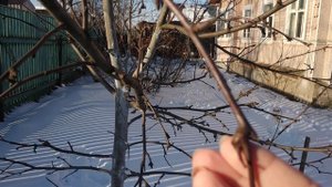 Что за наросты на ветках?Плодовые сумки.Защищаем кору от мышей.