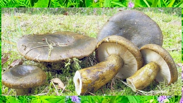 Гриб. Груздь чëрный. Как выглядит. Где растёт. смотреть онлайн