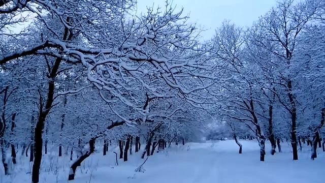 Енакиево посадка Ватутино Коммунистическая лесополоса Горловская смотреть онлайн