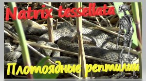 Азовская рептилия в дикой природе. Водяной уж или шахматная гадюка. Natrix tessellata Ейск