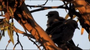 Black-faced Woodswallow - Artamus cinereus Artamidae - Great Southern - Western Australia