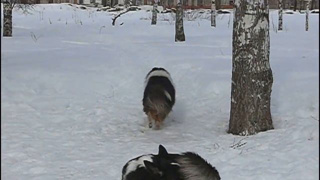 Бутон дю Тюлип Нуар дю Руа 7 лет смотреть онлайн