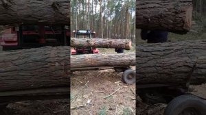 Погрузка леса минитрактором