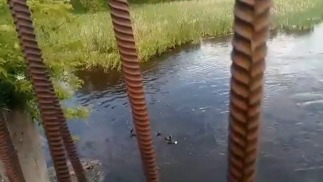 Семейка уточек на Соминке смотреть онлайн