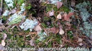 Ежовик пестрый! Собираем осенние грибы