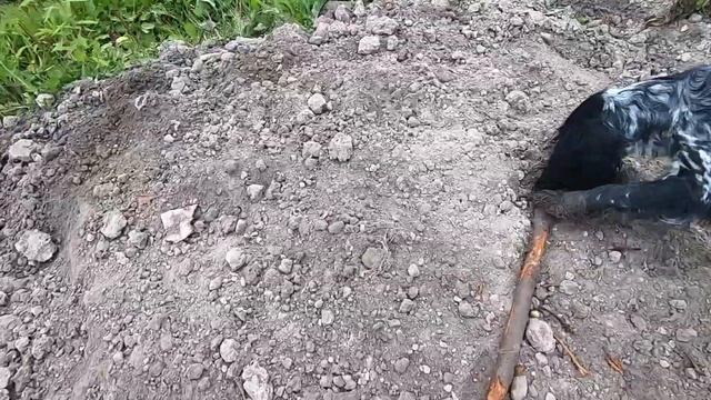 Суровый Французский бульдог и Русский спаниель . Дачные зарисовки. смотреть онлайн