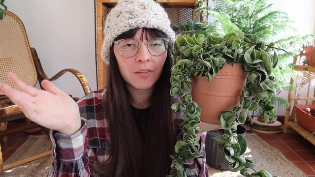 Hoya Carnosa Compacta ft. Becca De La Plants | Plant Profiles смотреть онлайн