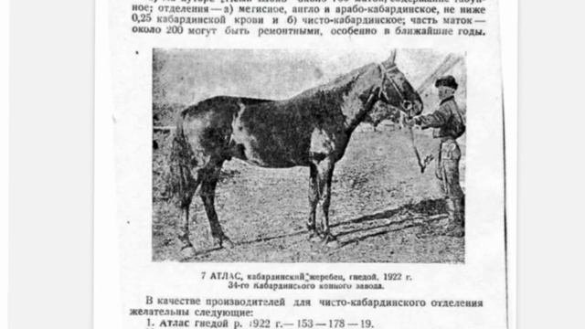 Кабардинский жеребец Адмирал на обложке карачаевской энциклопедии! #кабардинскаяпородалошадей