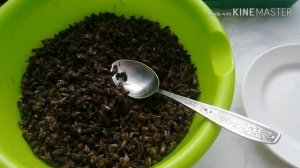 Пчелиный подмор, продолжаем лечить больные суставы.