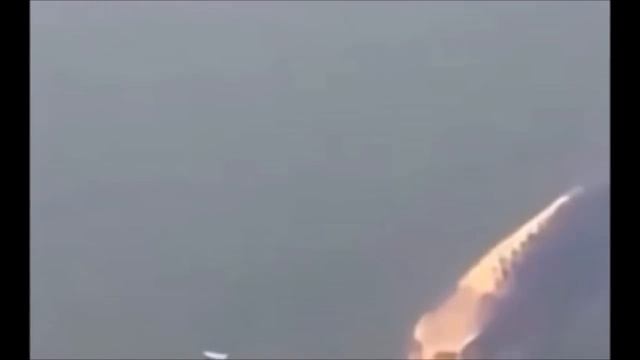 Сенсация года: Это видео напугало многих. На видео сняли настоящего Ихтиандра. Рыба с лицом человек