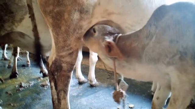 Телёнок пьёт молоко после ручной дойки смотреть онлайн