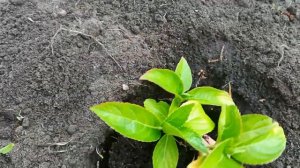 ЗИМОСТОЙКИЕ СОРТА КРУПНОЛИСТНОЙ ГОРТЕНЗИИ 🌺ПОСАДКА В ОТКРЫТЫЙ ГРУНТ . МУЛЬЧИРОВАНИЕ ХВОЙНЫМ ОПАДОМ.