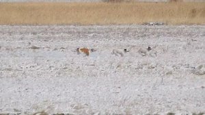 Охота на зайцев с Грейхаундами ,Город Астана