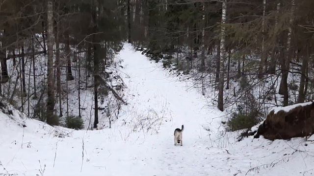 Дикий пес в дикой природе  Одичавший от погоды Дар делает всякие вредности