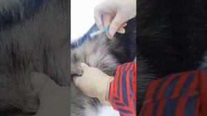 Подкожная инъекция собаке