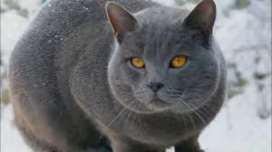 Картезианская кошка или Шартрез - настоящая француженка