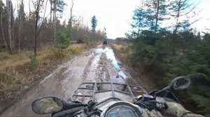 Гонка на квадроциклах в лесу с медведями! cfmotoX10,X8,X6 прут как танки,дикий YAMAHA GRIZZLY 660