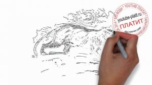 Как нарисовать таежную рысь