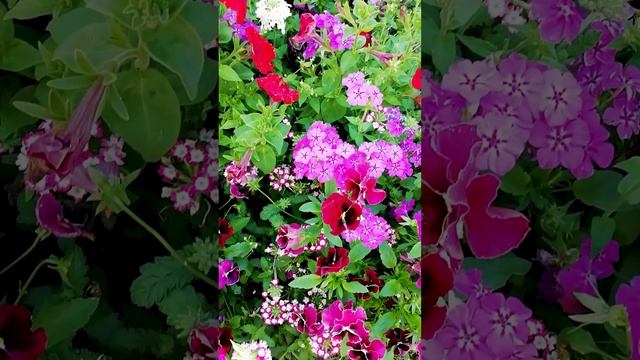 Флоксы Друммонда однолетние.?(Phlox drummondii)