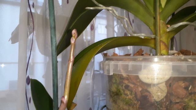 ЧТО ПРОИСХОДИТ С МОИМИ ОРХИДЕЯМИ ПОСЛЕ ПЕРЕСАДОК/ЖИВУТ ИЛИ КАК МНОГИЕ ПРОРОЧИЛИ/...ОНИ ЕШЕ И ЦВЕТУТ смотреть онлайн