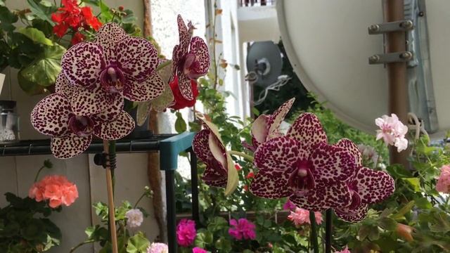 Первое Цветение Орхидеи Дикий кот Phalaenopsis Lioulin Wild Cat смотреть онлайн
