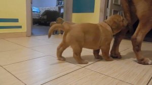 Щенки бордоского дога ( продаются)/ Dogue de bordeaux puppies (for Sale)