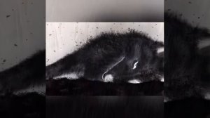 Грустная песня про волков!!! Звери это мы