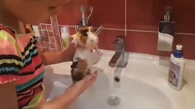 Как правельно мыть морскую свинку смотреть онлайн