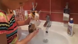 Как правельно мыть морскую свинку