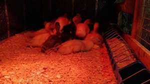 Две индоутки на гнезде, как не допустить гибели индоутят