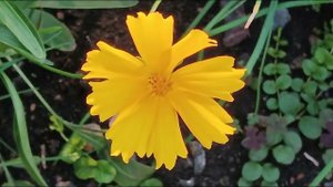 Flowers цветы красные желтые оранжевые сезоны