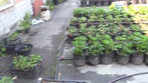 Ежевика Фридом, сроки созревания.