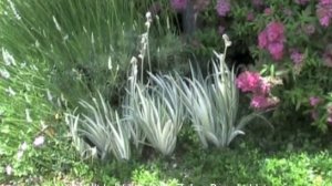 Iris pallida 'Variegata' - Zebra Bearded Iris