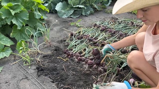 КОСИМ, СЕЕМ, УБИРАЕМ НА 30 СОТКАХ В ДЕРЕВНЕ/УРОЖАЙ ЧЕСНОКА/ВАРЕНЬЕ ИЗ КРЫЖОВНИКА И РАКИ смотреть онлайн