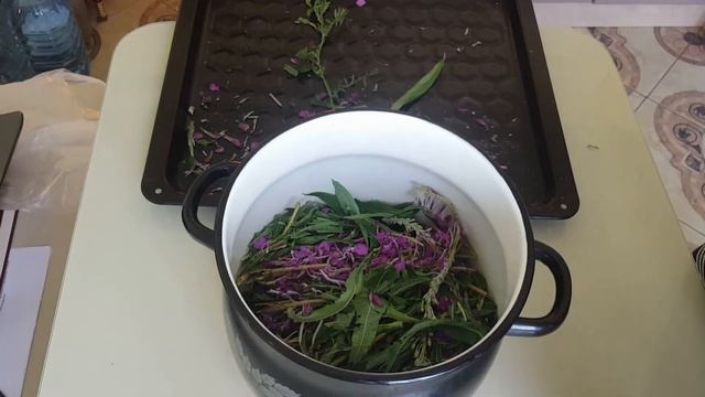 Копорский чай готовим сами. Заготовка Иван-чая или кипрея.