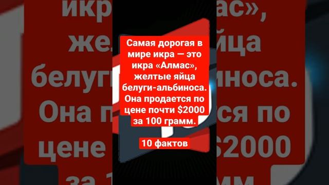 Самая дорогая в мире икра — это икра «Алмас», желтые яйца белуги-альбиноса.