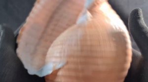 Ракушка Морская раковина ОГРОМНАЯ. Редкость!