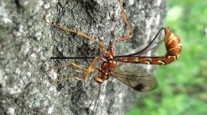 Giant Ichneumon (Ichneumonidae: Megarhyssa macrurus) Removing Ovipositor