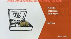 В ЧЕМ РАЗНИЦА? иНдИкА, сАтИвА, и гИбРиДы