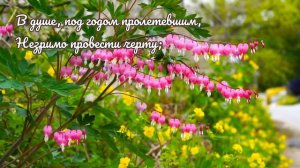Христианское Пожелание С Днём Рождения!!!