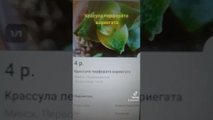 Крассула перфората вариегата.