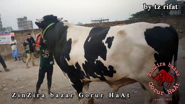 Unloading Mighty Aussie Bull | 1000kg+ Heavy weight From 2021 Collection Wealthtech Agro | ZbGh смотреть онлайн