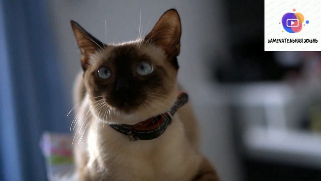 9 правил кормления кошек | Маленькие котята Чем кормить котенка смотреть онлайн