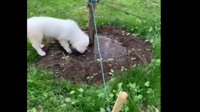 Щенок садовод смотреть онлайн