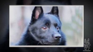 ШИППЕРКЕ. Плюсы и минусы породы схипперке SCHIPPERKE