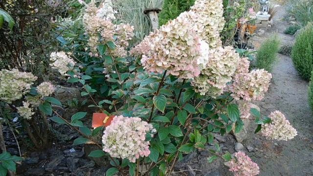 Пьянит и зачаровывает красота гортензий. Часть первая. смотреть онлайн