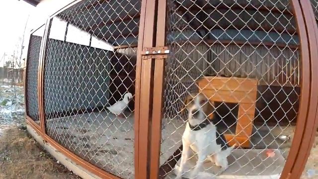 РПГ Верна и сосед. Новый вольер для собак... смотреть онлайн